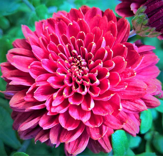 flor-crisantemo-optimaled