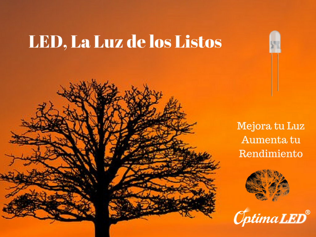 Árbol al atardecer Luz Natural